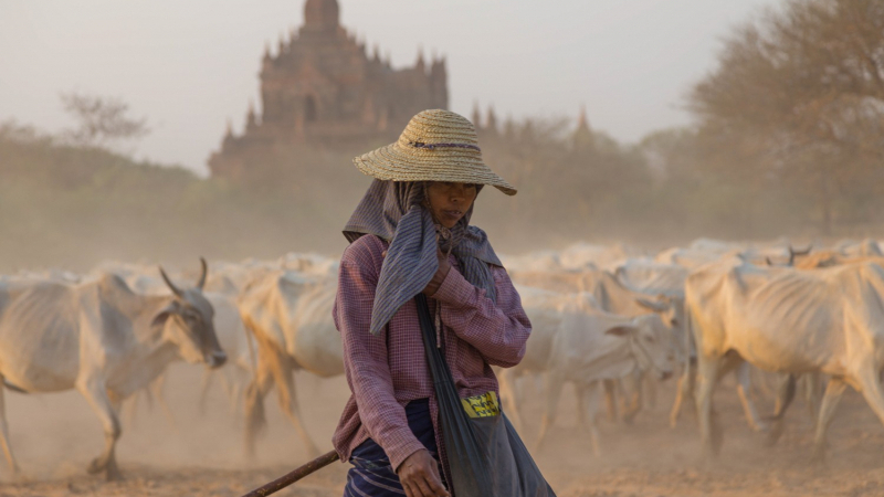 Herder In Bagan Plains