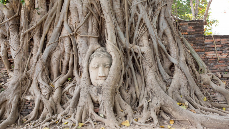 Buddha Head At Wat Mahathat