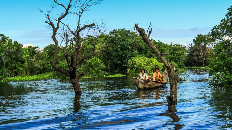 Locals Navigate Through The Mangroves In Kampong Phluk Village