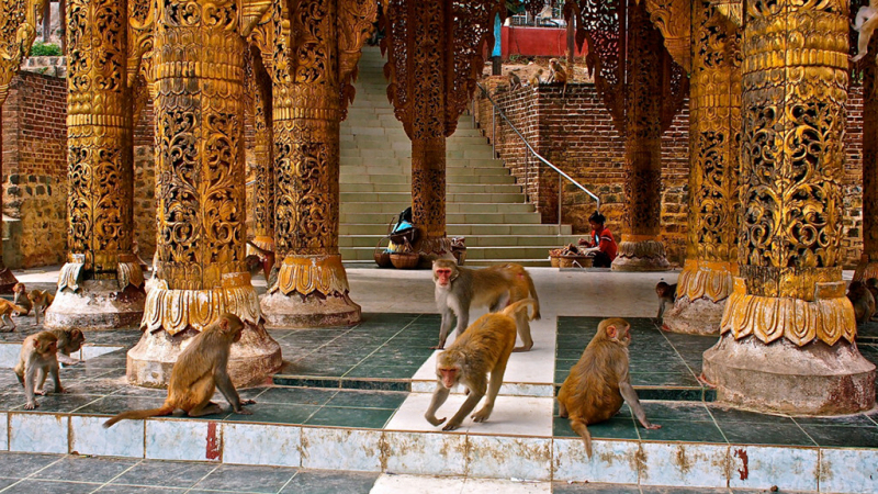 Monkey in Mount Popa pagoda
