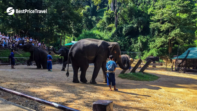 Day 5 Visit The Elephant Nature Park