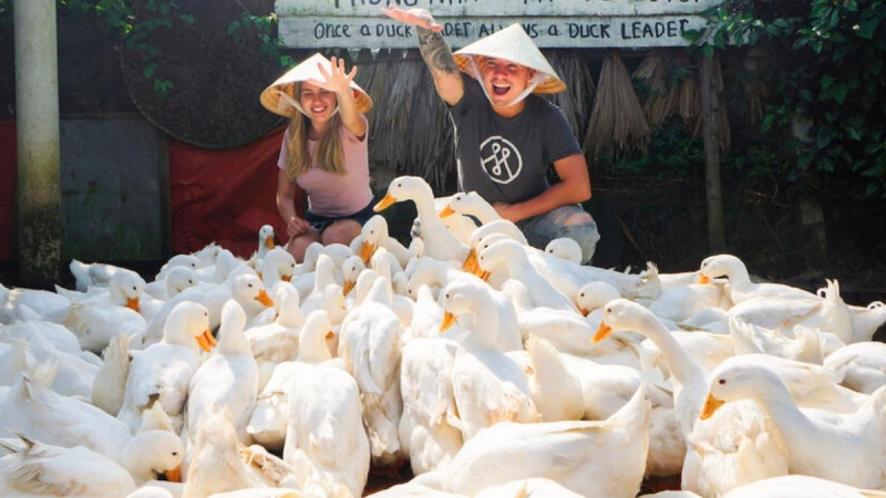Visit A Adorable Duck Farm