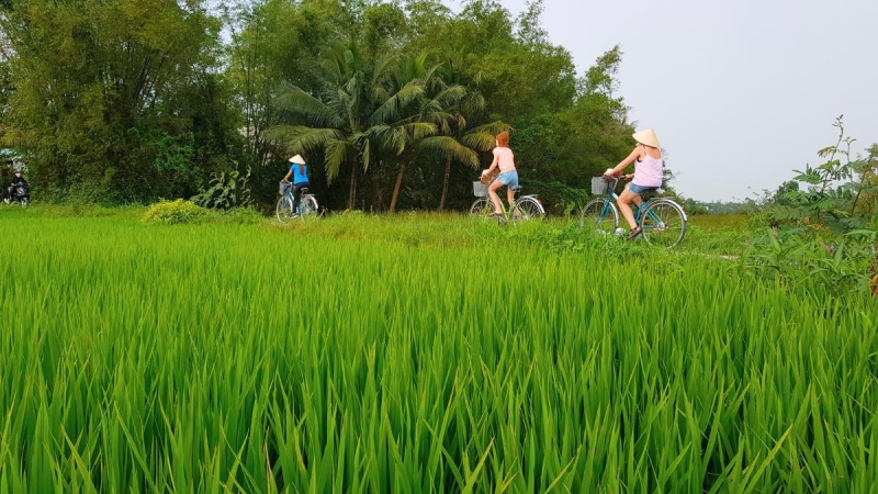Cycle Through The Rice Paddies And Get To The Organic Farm