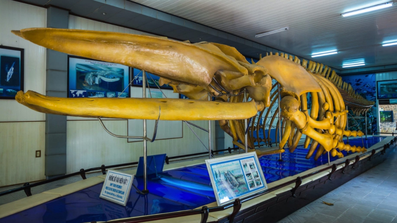 Discover The Specimens Collection Of Nha Trang Marine