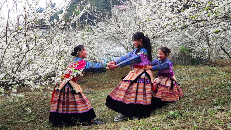 Day 4 Immerse In The Bac Ha's White Forest With Tay Ethnic