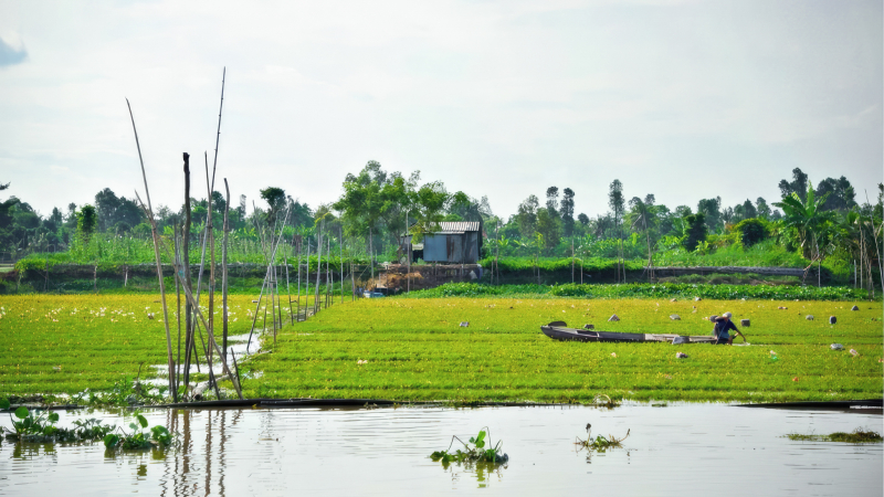 Peaceful riverside of Mekong Delta