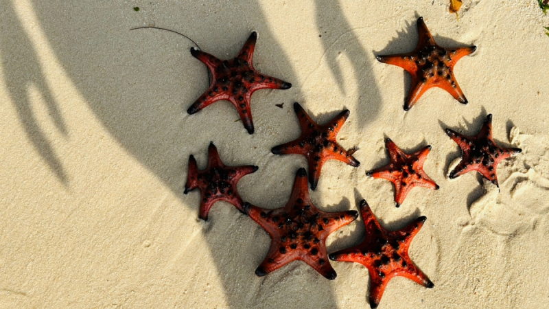 The Red Starfish Gather At Rach Vem