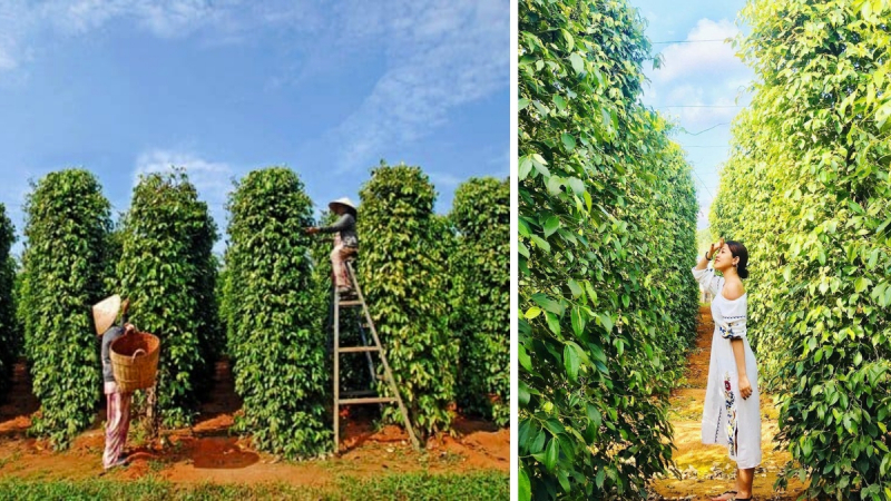 A Popular Pepper Farm In Phu Quoc