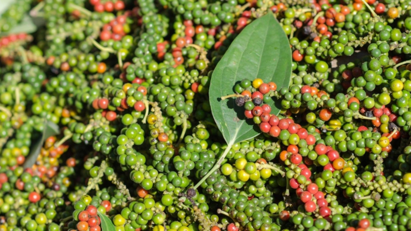 A Pungent Taste And Unmatched Aroma Of Phu Quoc Pepper