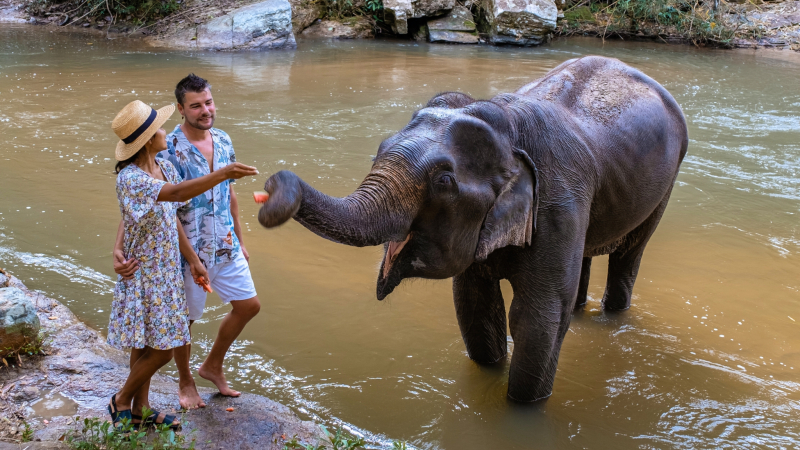 Play With An Elephant At Elephant Jungle Sanctuary