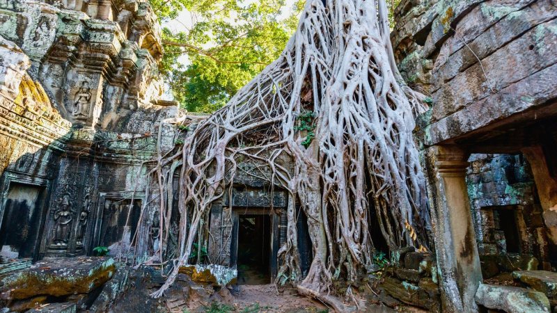 Ancient Vibe In Ta Prohm Temple