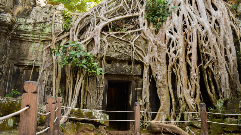 Ta Prohm Temple, Known As Monastery Of The King