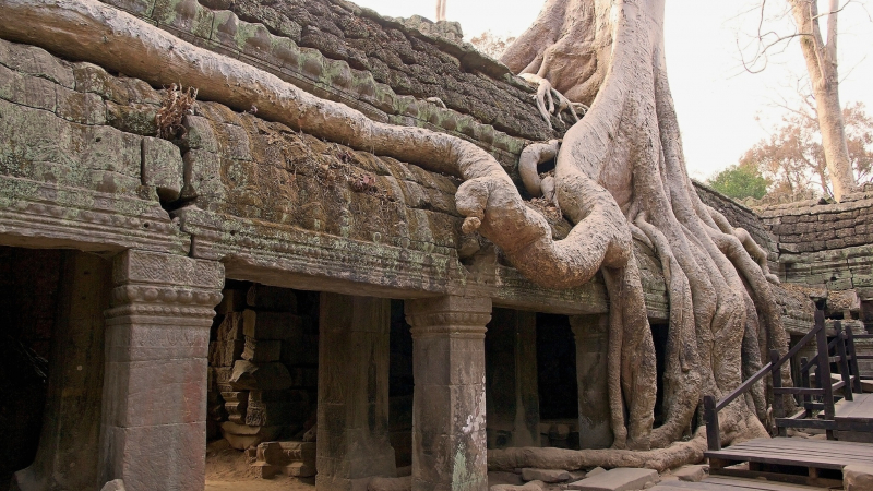 Mysterious Atmosphere In Ta Prohm Temple