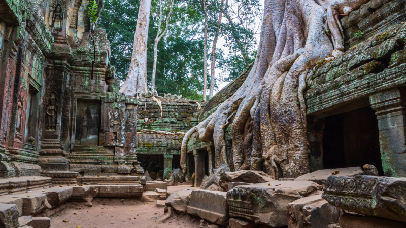 Day 11 Uncover The Jungle Temple Ta Prohm