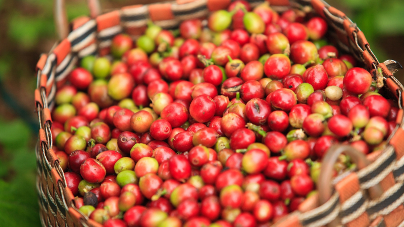 Day 4 The Bolaven Plateau Is Renowned As Laos' Primary Coffee Growing Location