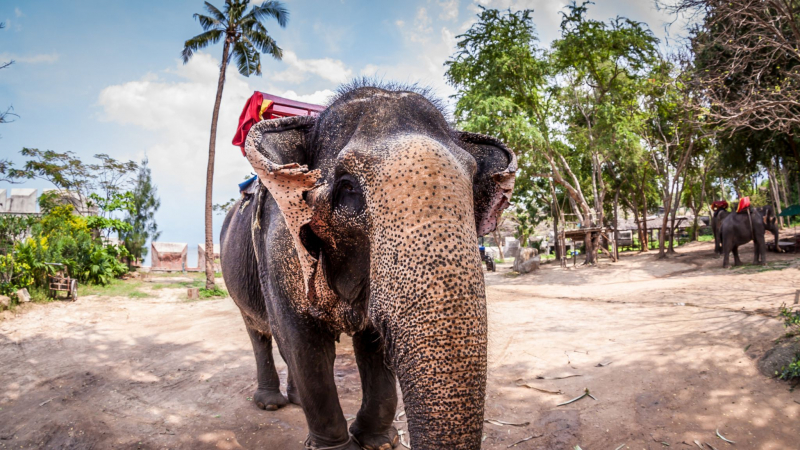 Day 3 Experience Elephant Rides In Nong Nooch Village
