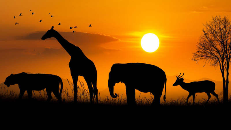 Day 9 Observe Variety Of Animals In Safari World