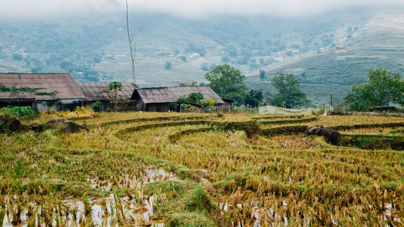 Be Impressed By The Vast Terraced Fields Spread Across The Hillsides When Visiting Lao Chai Village