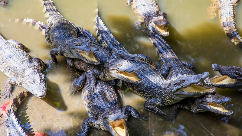 Visit One Of Vietnam's Five Largest Crocodile Farms