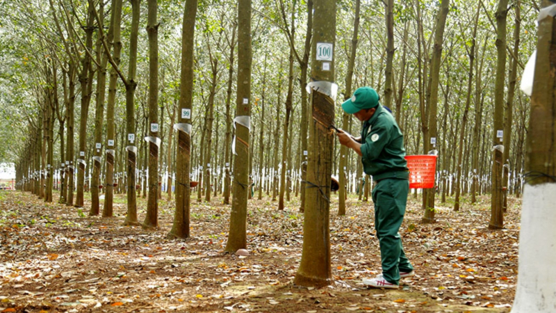 Visit A Rubber Tree Forest