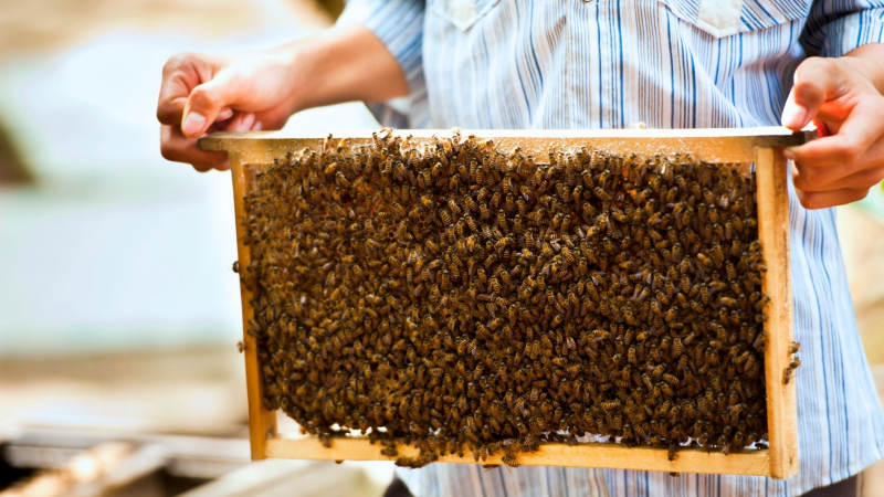 Meet Friendly Farmers And Gain More Knowledge About The Beekeeping Process
