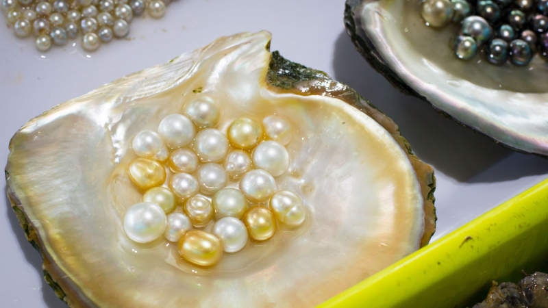 Listen To Interesting Stories About The Pearl Making Process At Ngoc Hien Pearl Farm