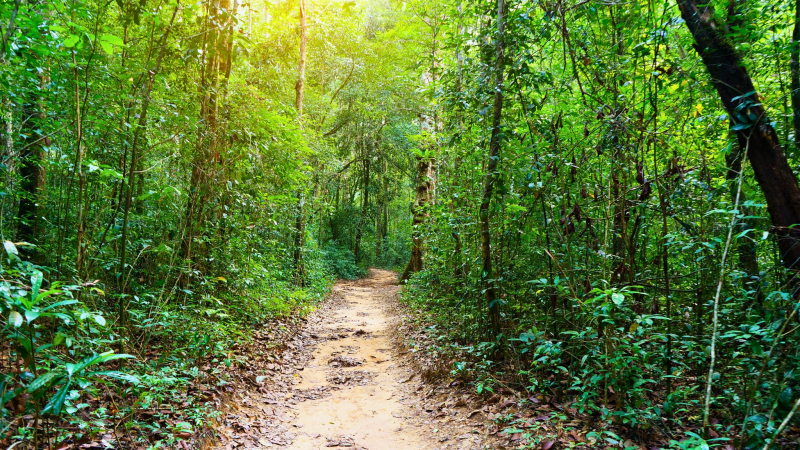 National Park In Phu Quoc Contains Rich Ecosystems And Diverse Habitats