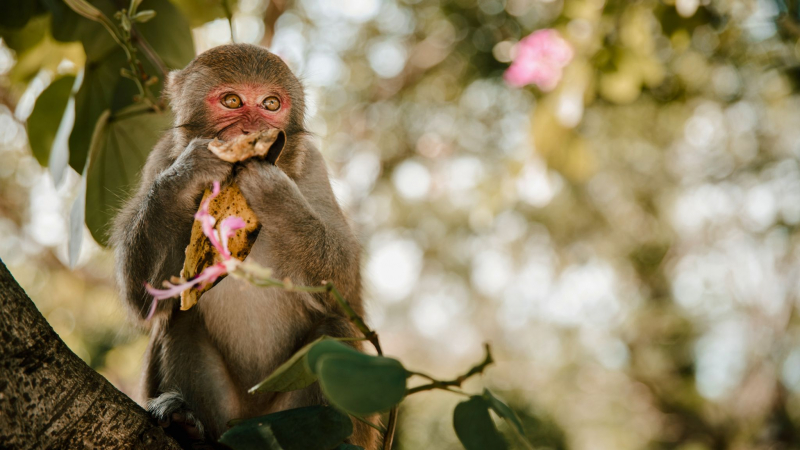 Monkey Island Is The Home Of Thousands Of Monkeys From Different Sorts