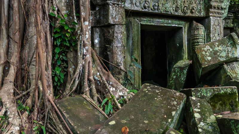 Ta Prohm Is A Mysterious Temple Covered By Massive Tree Trunks And Roots