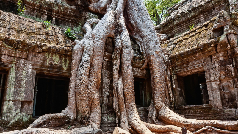 Day 2 Have A Look At The Mysterious Ta Prohm The Temple Of Giant Tree Roots