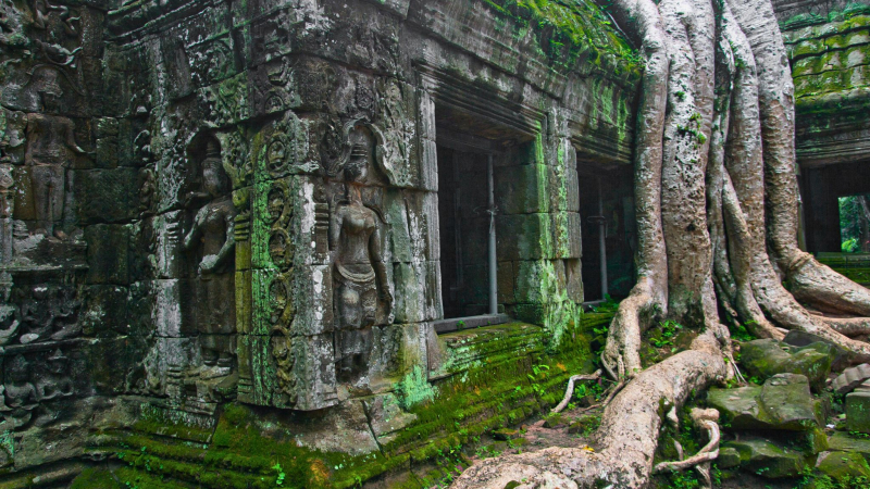 Day 2 Ta Prohm Is A Mysterious Temple Covered By Massive Tree Trunks And Roots