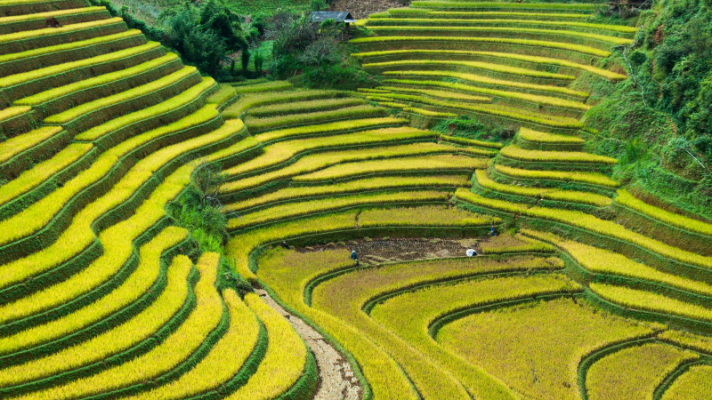 Day 3 Admire The Vast Terraced Rice Fields