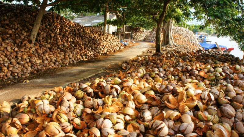 Walk Through Roads Filled With Coconuts