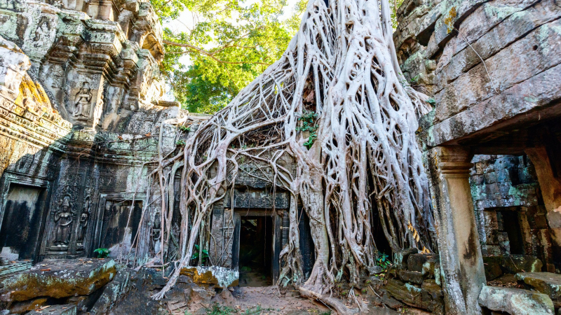 The Old Aged Ta Prohm Temple