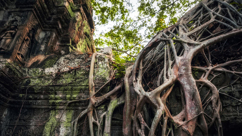 Day 2 Proceed To The Mesmerizing Ta Prohm Temple