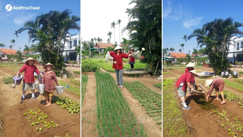 Day 6 Do Farming Activities In Cam Thanh Village