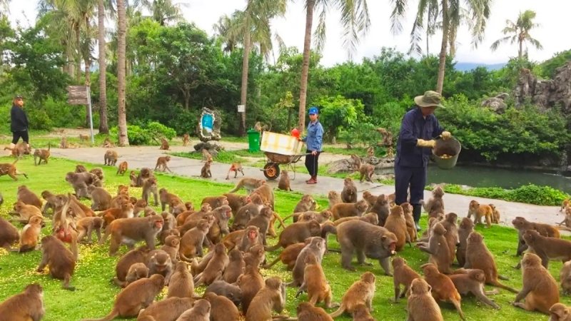 Interact With The Monkeys In The Lao Island