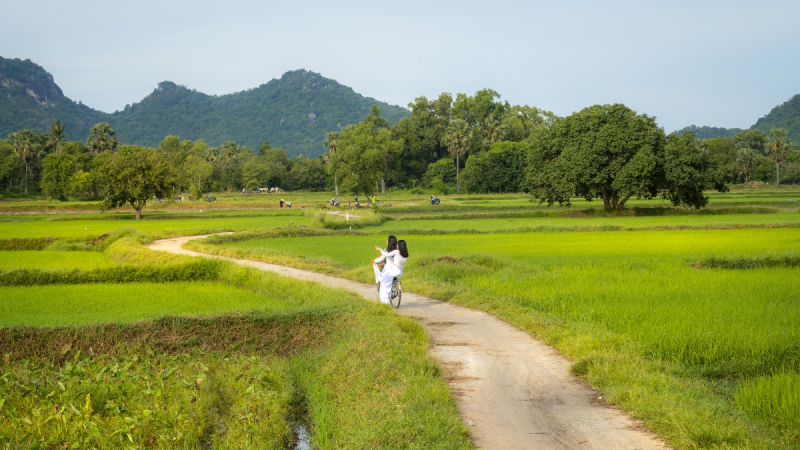 The Tranquil Paddy Field Of Nha Trang