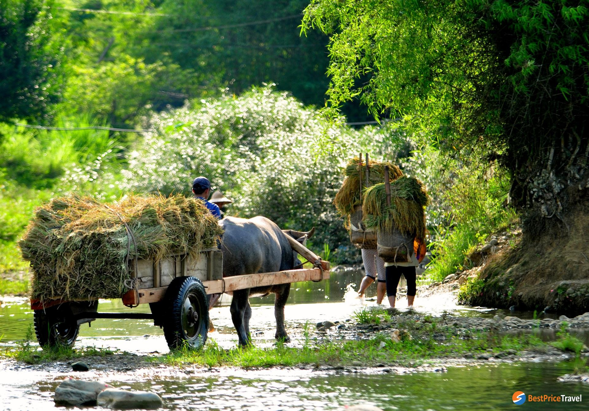 Life In The Countryside Of Vietnam