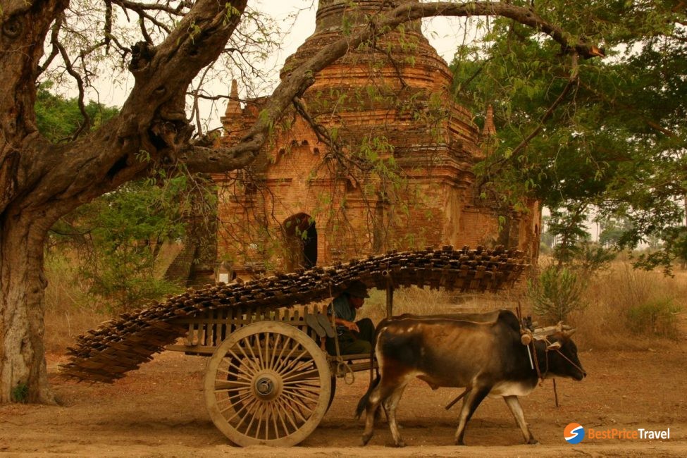 Bagan Myanmar Ox Cart