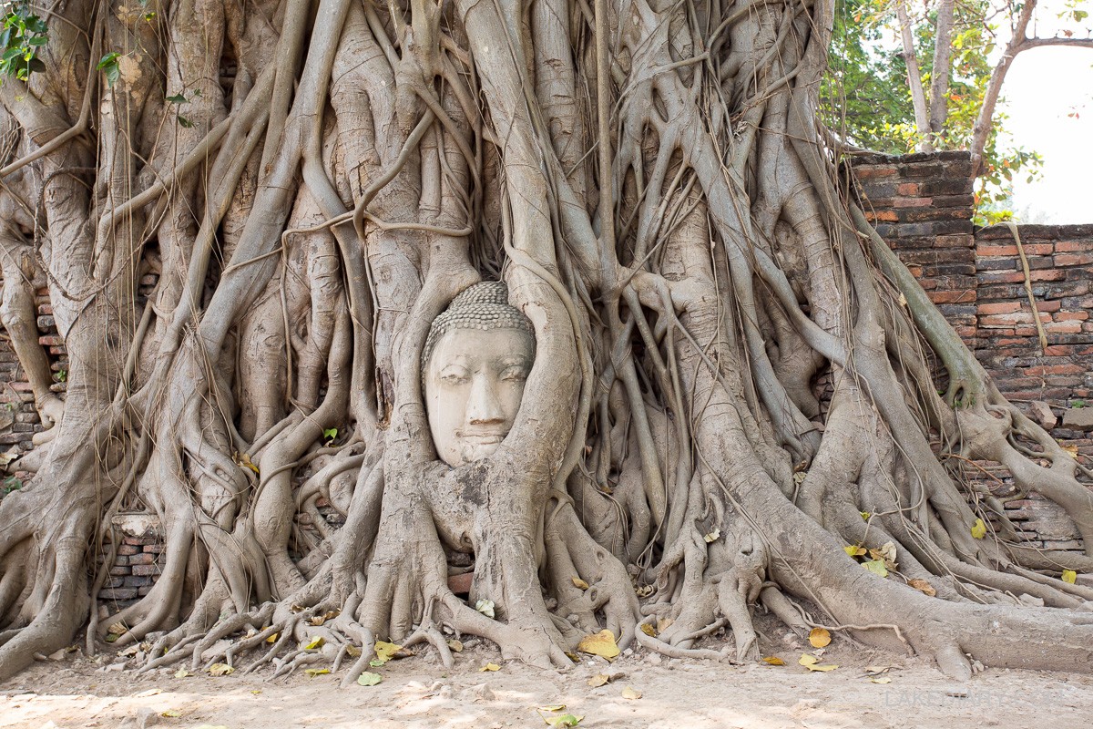 Buddha Head At Wat Mahathat