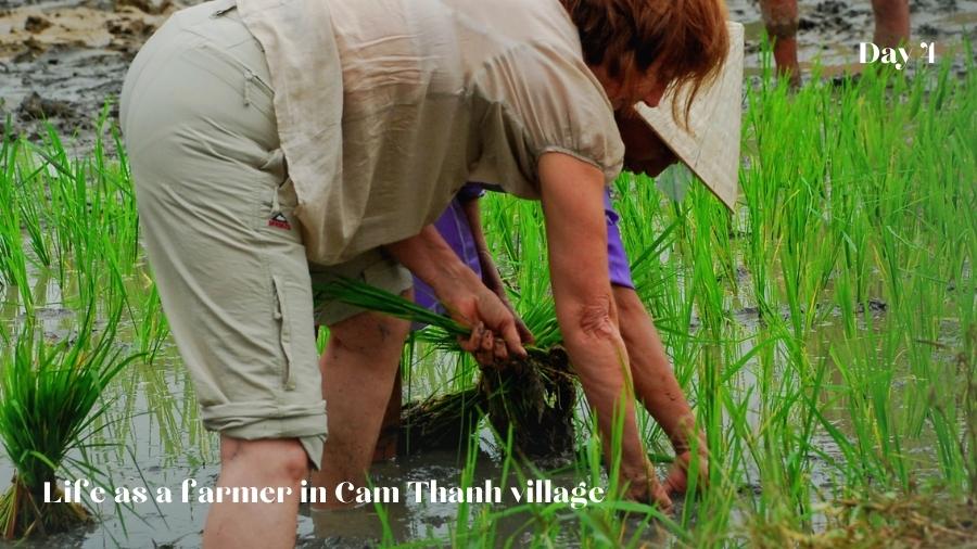 Day 4 Life As A Farmer In Cam Thanh Village (2)