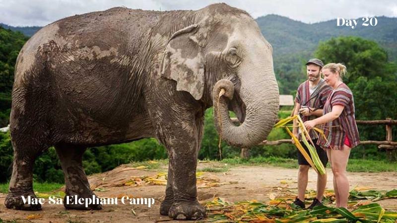 Day 20 Chiang Mai Mae Sa Elephant Camp Haft Day