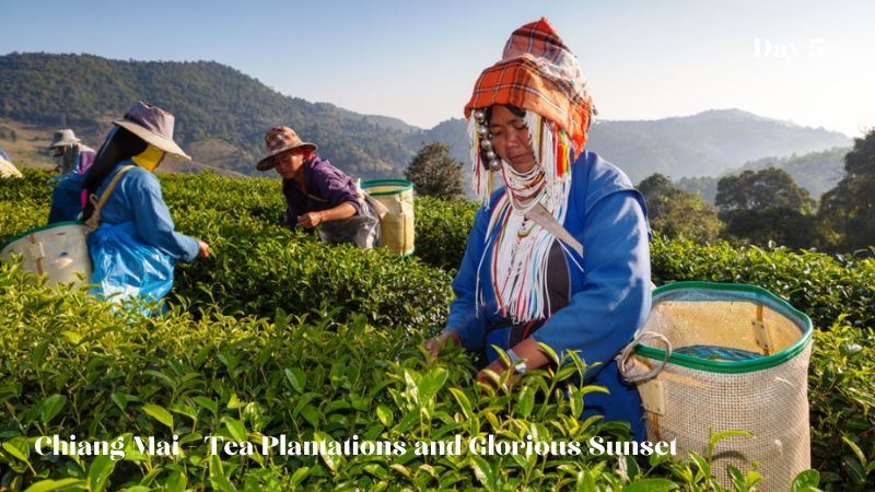 Day 5: Chiang Mai - Tea Plantations and Glorious Sunset