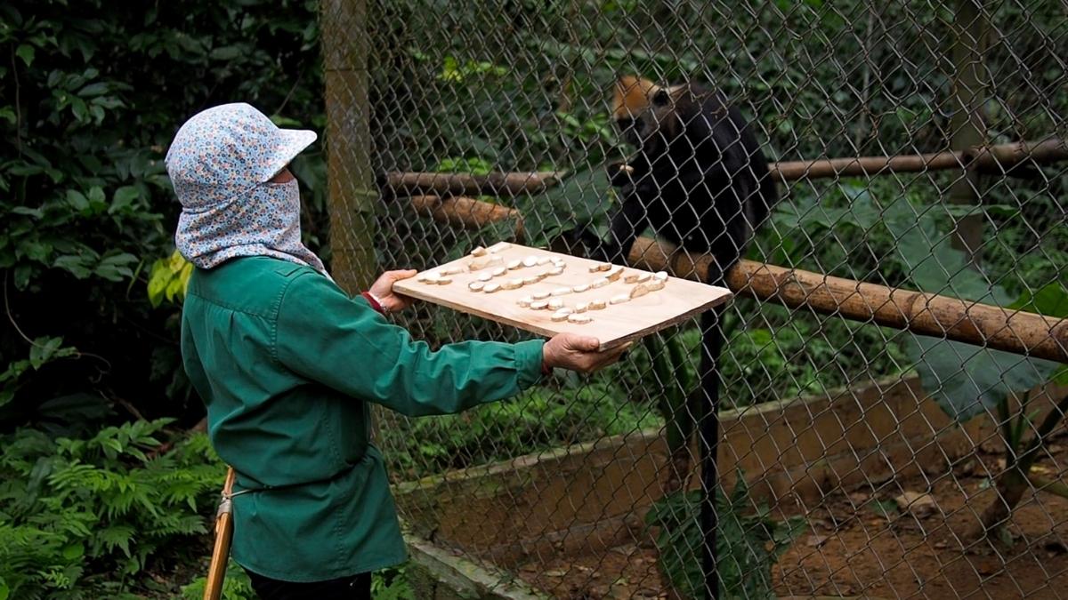 Watch 'nannies' feeding the wonderful primates 