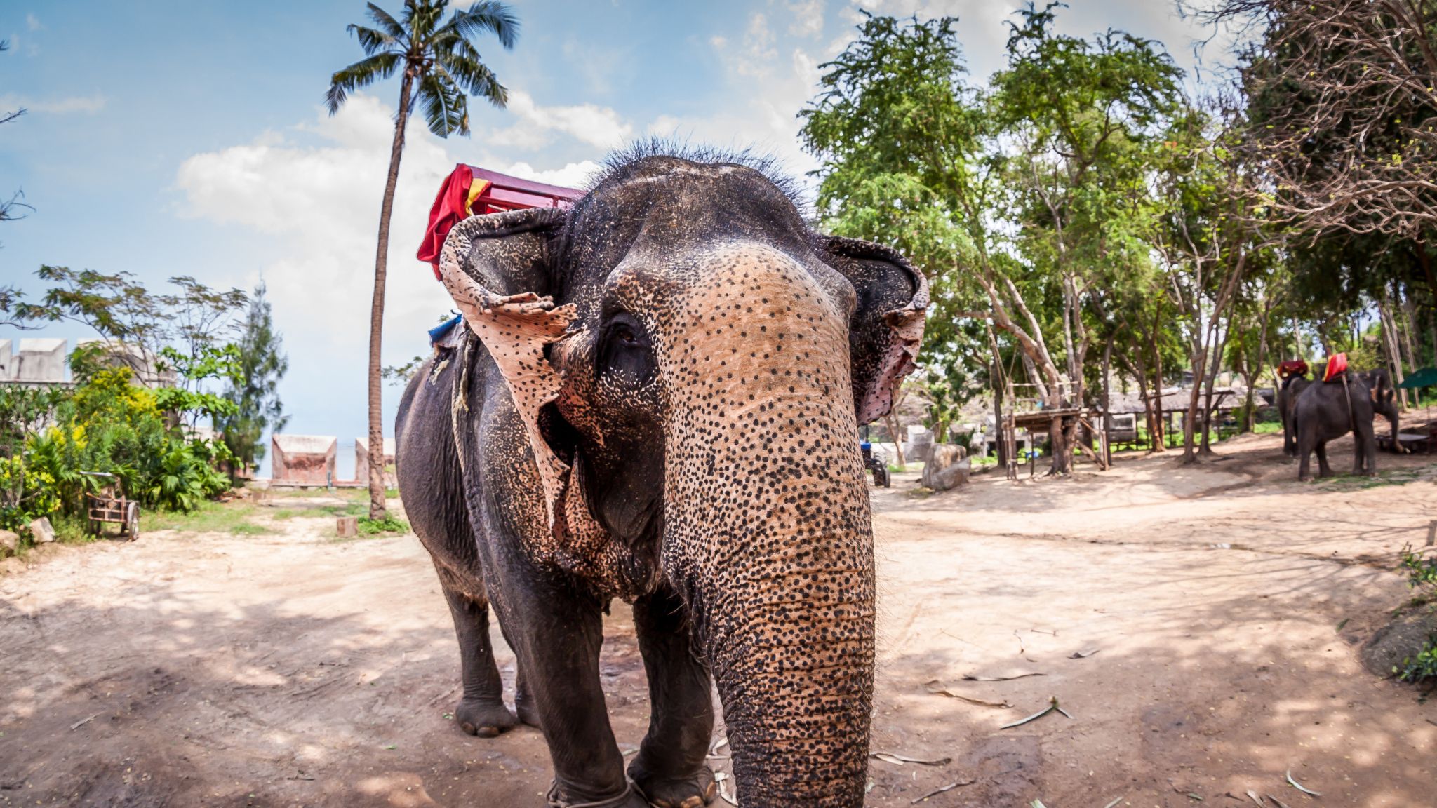Day 3 Experience Elephant Rides In Nong Nooch Village