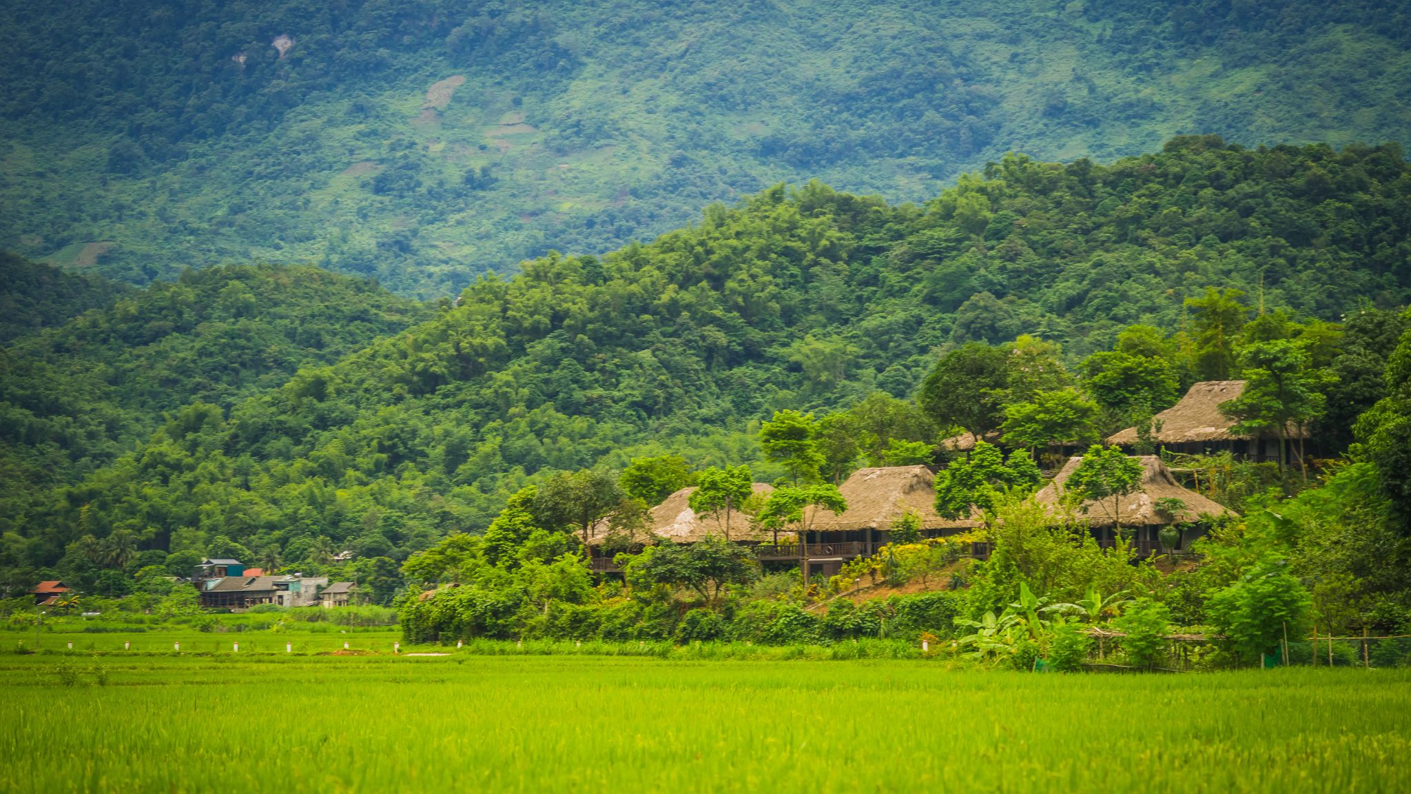 Day 3 Green Rice Field And Mountains In Mai Chau Valley