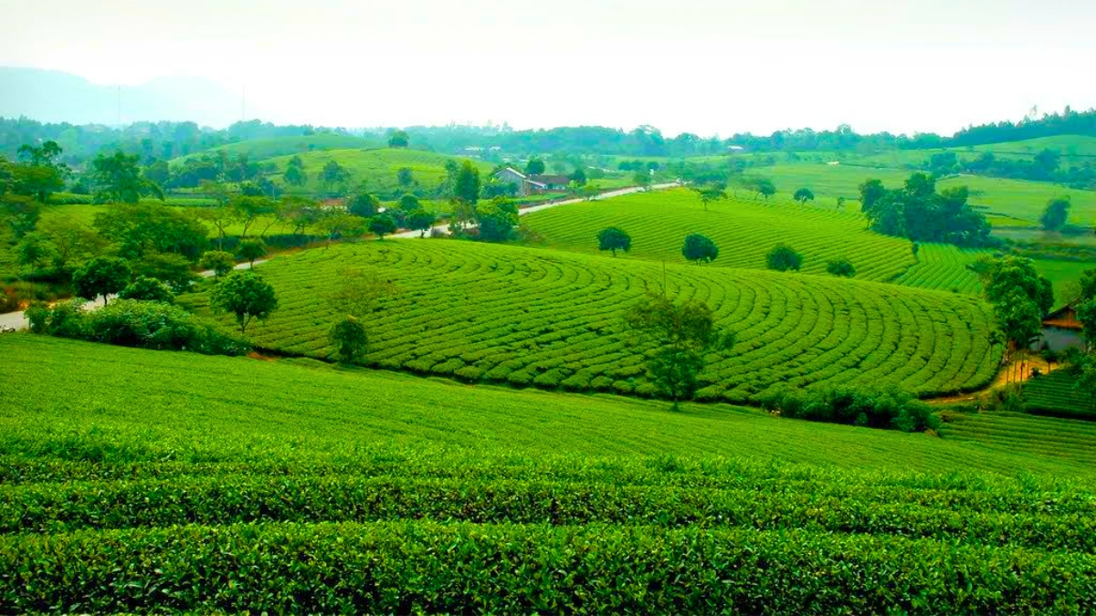 Day 1 Visit The Green Tea Plantation In Tuyen Quang